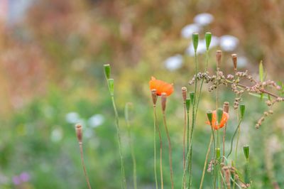 Blogserie: Heembouw’s reis van grijs naar groen