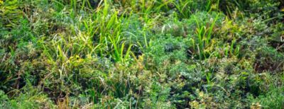 Groene metamorfose voorterrein Heembouw