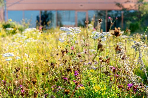 Heembouw podcast: Hoe geven we de waarde van natuur een plek in onze bouwprojecten?