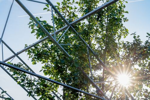 Natuurinclusieve daktuin van Virgo Aalsmeer - Ontwerp en realisatie door Heembouw