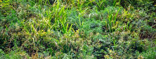 Groene metamorfose voorterrein Heembouw