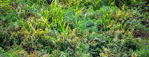 Groene metamorfose voorterrein Heembouw