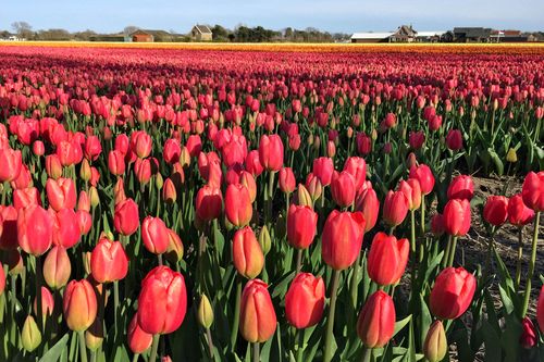 EME tulpenbladeren